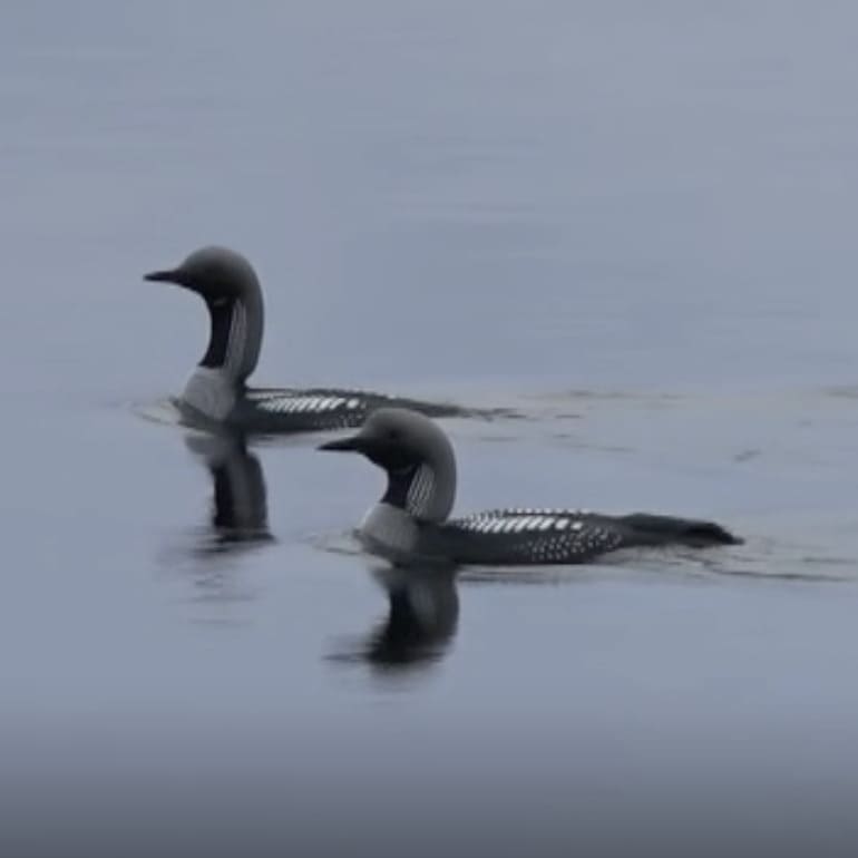 Två storlommar simmar i älven