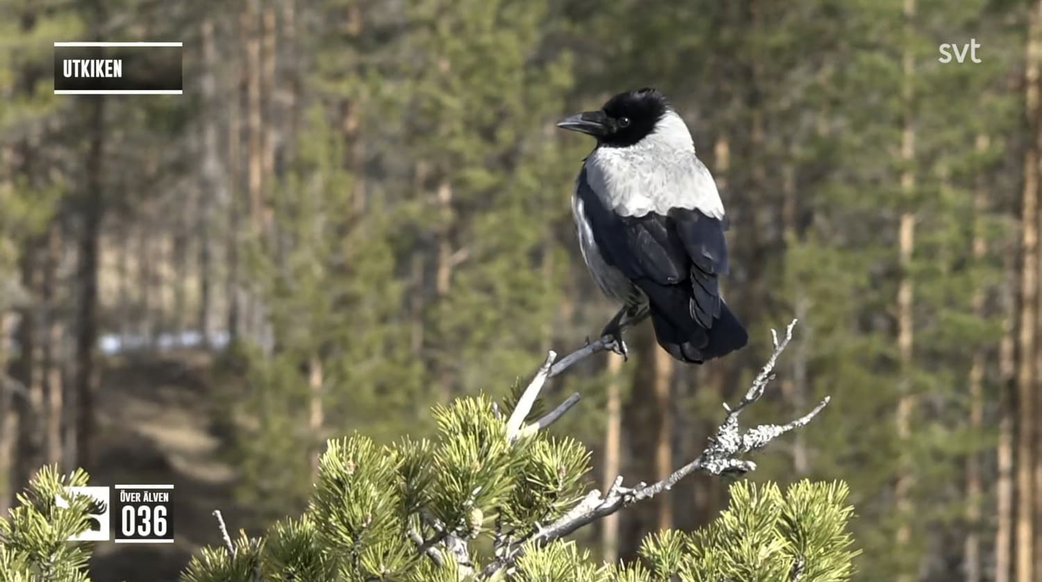 En kråka sitter i toppen av en tall vid Utkiken, grå rygg, svart huvud och svarta sidor, den är vriden så att den kollar bakåt mot kameran.