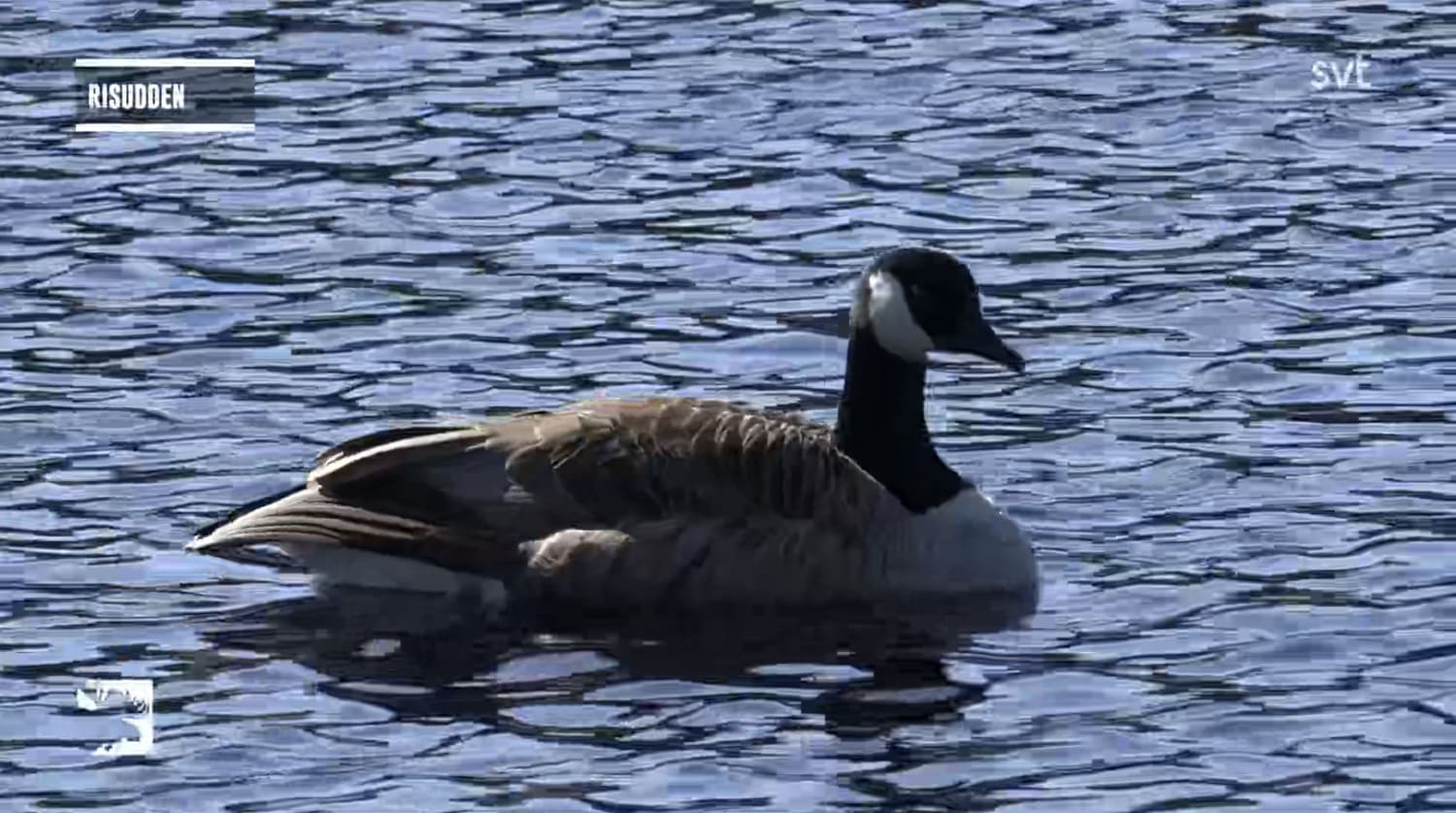 En kanadagås i närbild när den simmar på älven, svart huvud och hals med vitt område på kinden, brungrå kropp.
