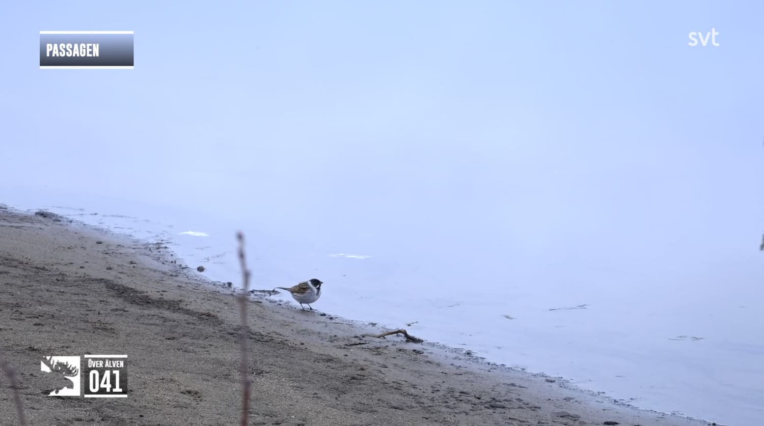 En rund liten sävsparv med svart huvud, ljus halskrage och bröst och brunmönstrad överkropp hoppar runt i strandkanten på Passagen.