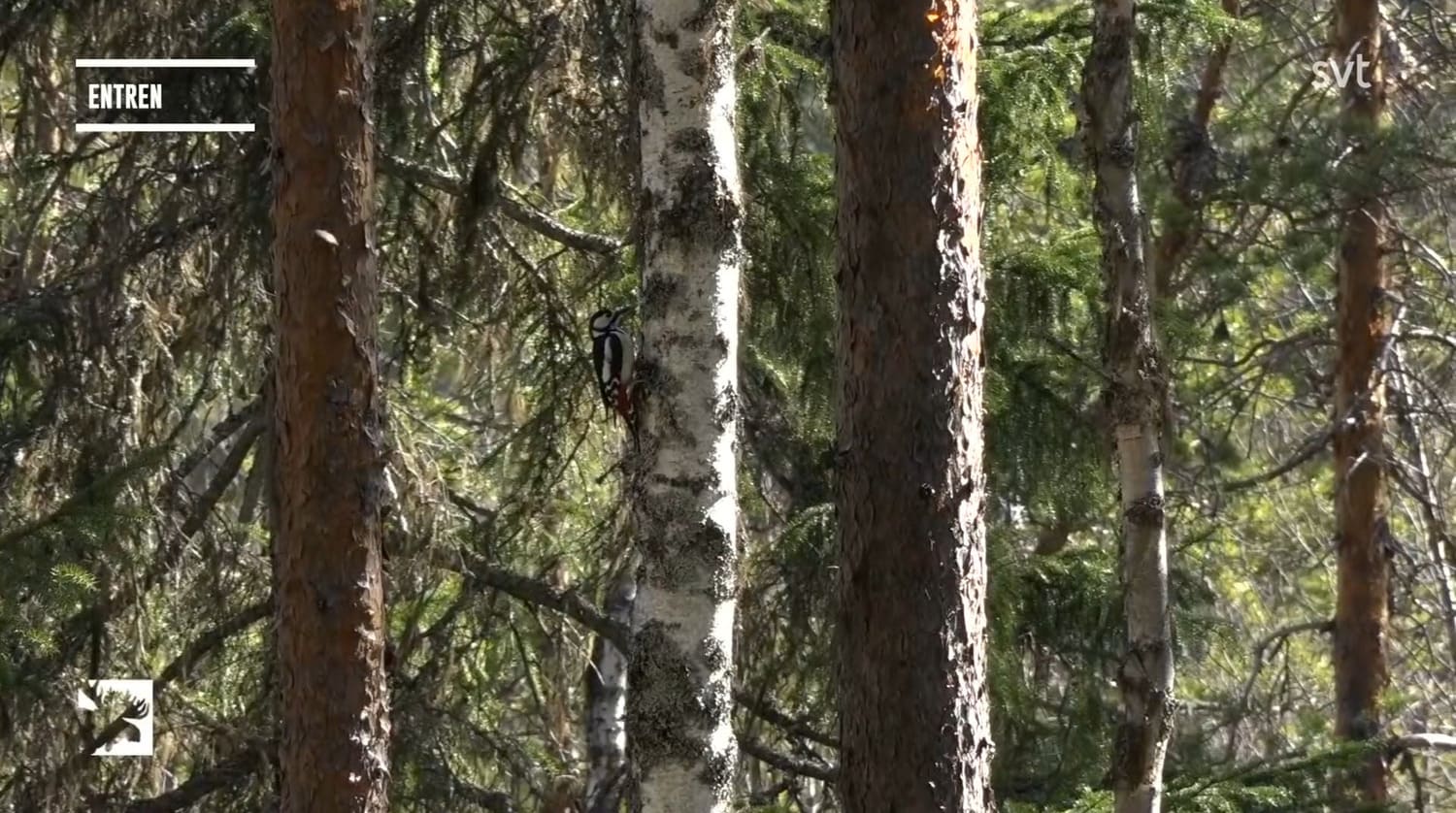 På vänstrasidan av en ganska smal björk i Entrén sitter en hackspett med svart-vit kropp och tydlig röd fläck i rumpan.