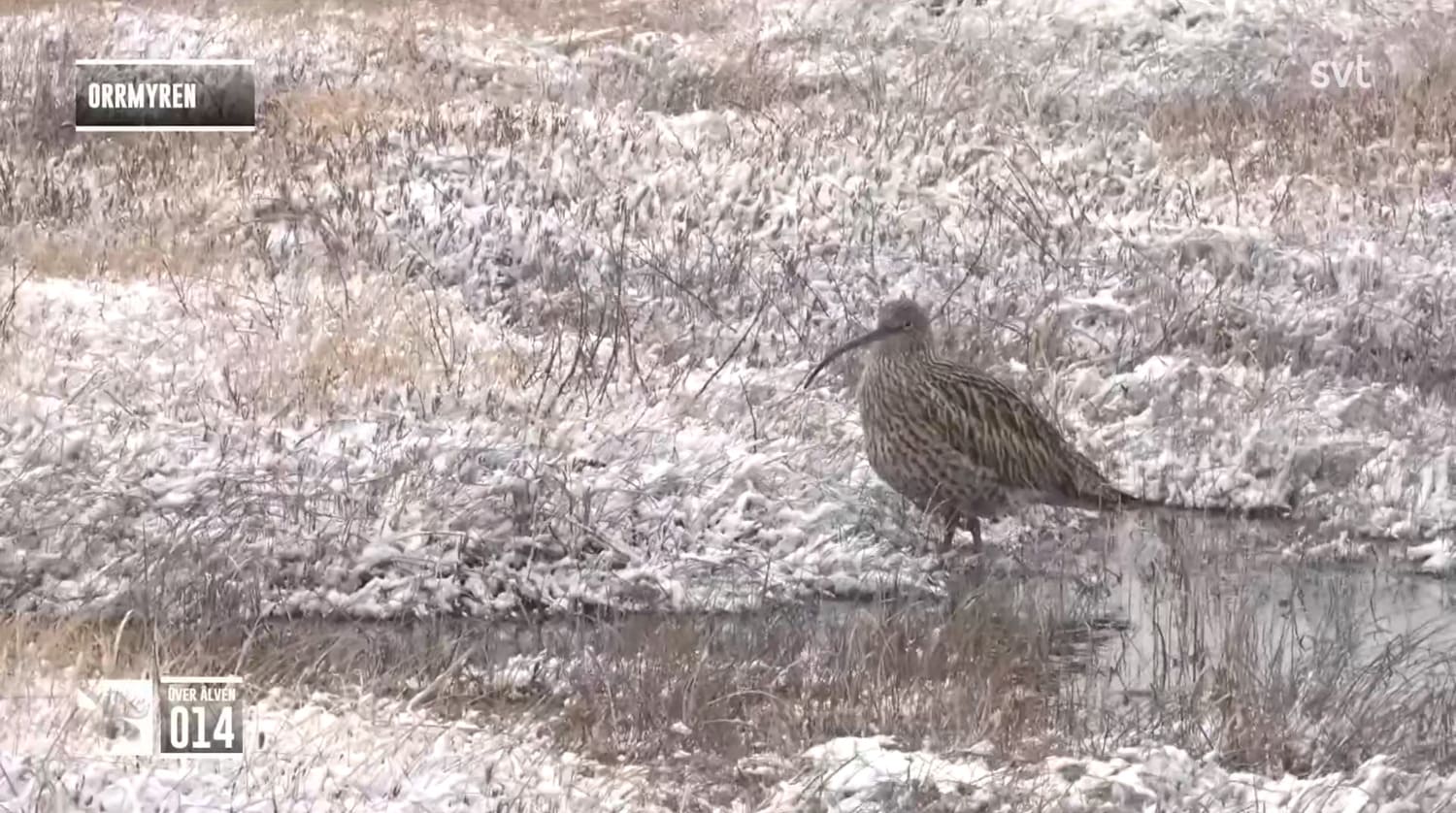 På en delvis snötäckt myr med yrande snörflingor står en storspov helt still med sin långa framåtböjda näbb och gråbrunspräckliga runda kropp.