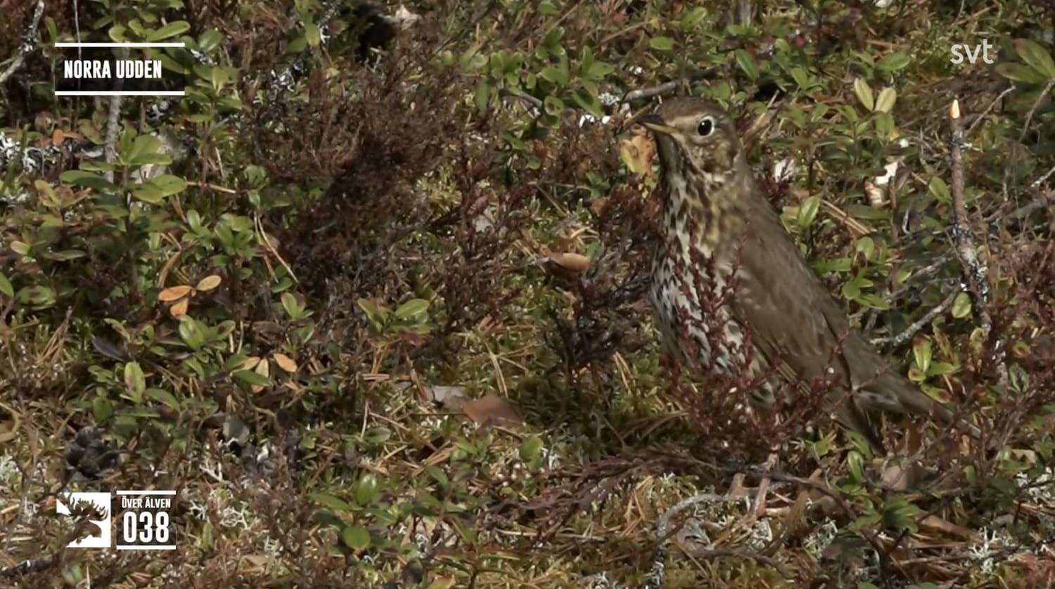 En trast står på marken bland mossa och ris, den har pilformade fläckar på det vita bröstet och den sträcker på halsen.