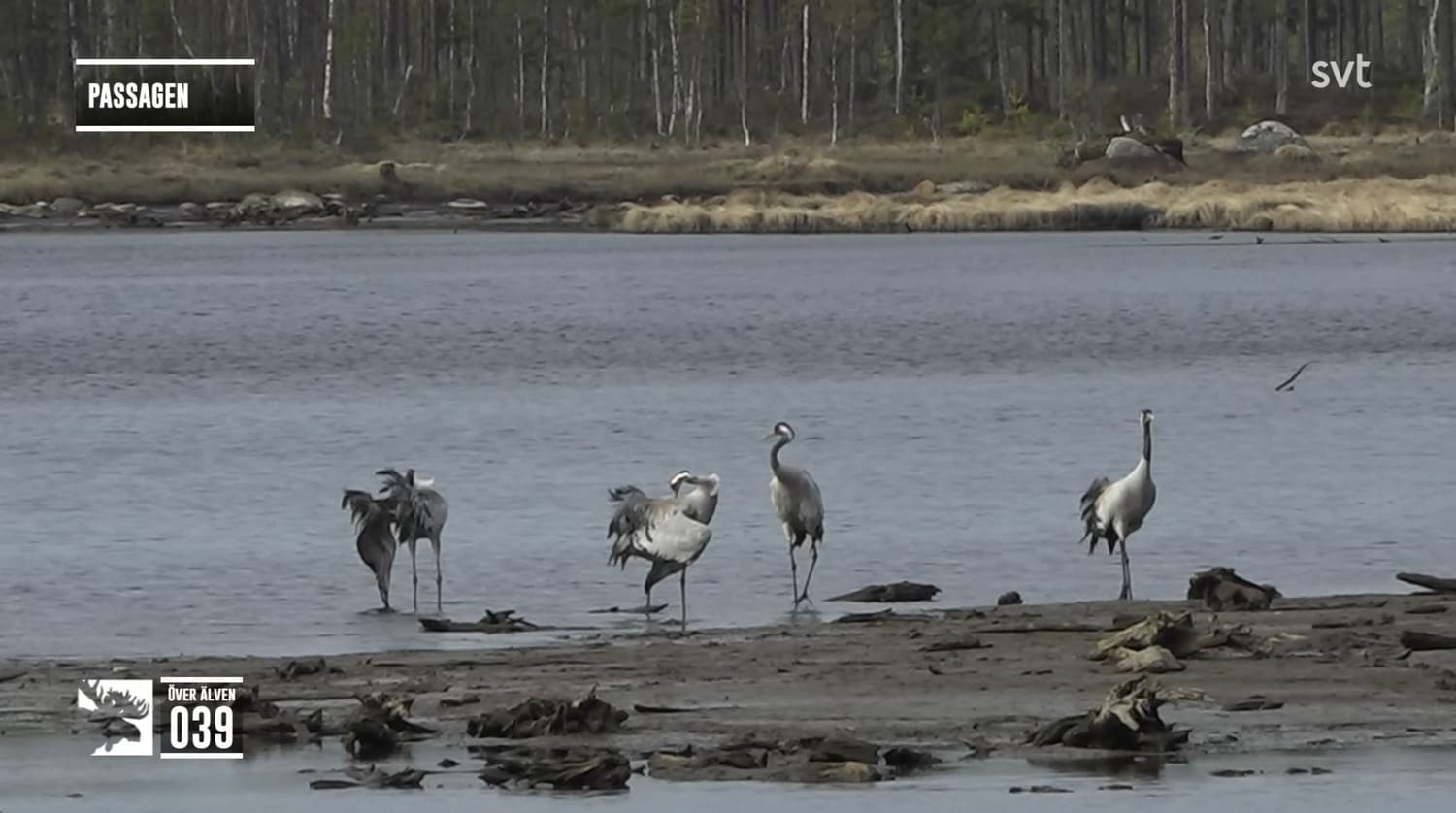 Vid strandkanten i Passagen vadar fyra tranor, de två till vänster har böjt ner sina huvuden och putsar sina fluffiga grå fjädrar medan de två till höger går långsamt.