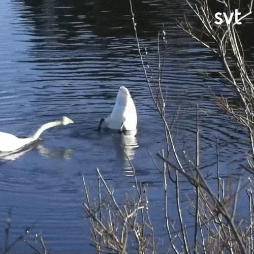 Static: En svan sträcker sig mot en annan svan för att nypas