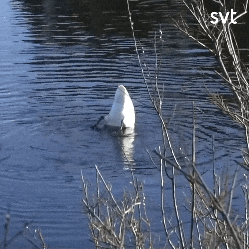 En svan simmar mot en annan svan som är upp och ner i vattnet, den första svanen delar sedan ut ett ordentligt tjuvnyp rakt i rumpan på sin svankompis som överraskad försöker flaxa undan.